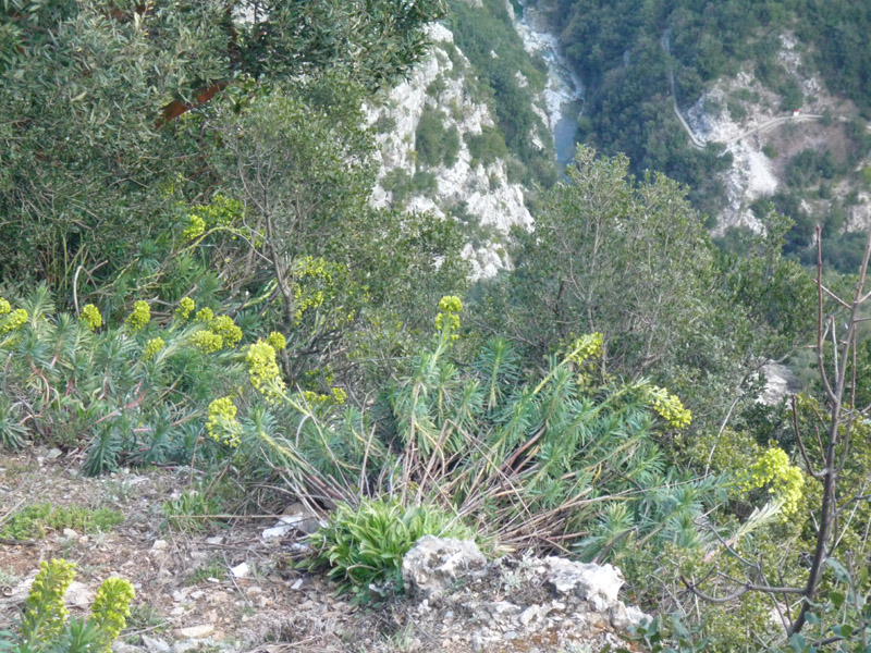 Euphorbia characias